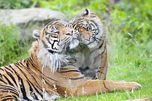 Two tigers together