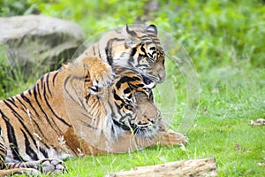 Two tigers together