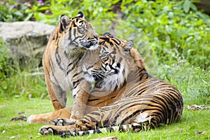 Two tigers together