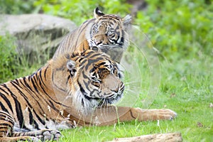 Two tigers together