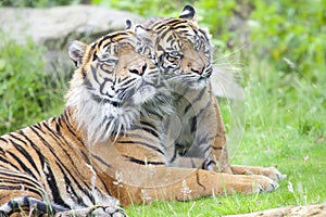 Two tigers together