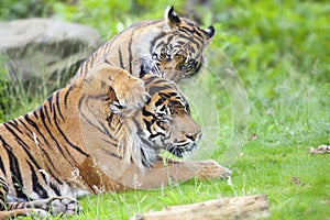 Two tigers together