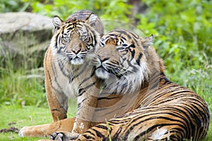 Two tigers together