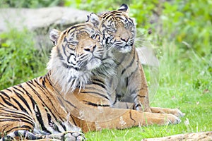 Two tigers together photo