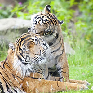 Two tigers together
