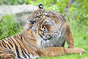 Two tigers together