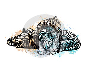 Two tigers yellow and white from a splash of watercolor