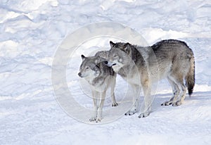 Two Timber wolf or Grey Wolf Canis lupus on white background walking in the winter snow in Canada