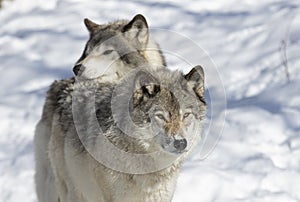 Two Timber Wolf or Grey Wolf isolated on white background walking in the winter snow in Canada