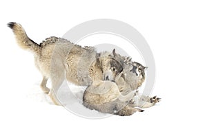 Two Timber wolves or grey wolves Canis lupus wolf pack isolated on white background playing in the winter snow in Canada