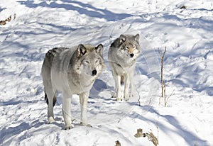 Two Timber wolves or grey wolves standing in the winter snow in Canada