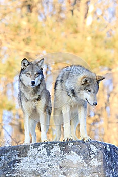 Two timber wolves on ridge with intense stare