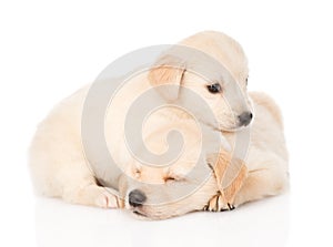 Two tiny golden retriever puppy. on white background