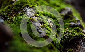 Two tiny mushrooms with a drop