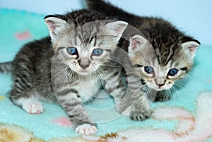 Two tiny tabby kittens