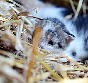 Two tiny two or three weeks old kittens with tricolor fur with spotted patches. They are lie on straw in old barn