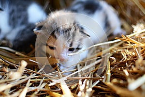 Two tiny two or three weeks old kittens with tricolor fur with spotted patches. They are lie on straw in old barn