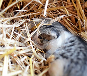 Two tiny two or three weeks old kittens with tricolor fur with spotted patches. They are lie on straw in old barn