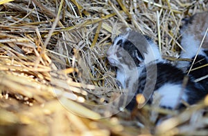 Two tiny two or three weeks old kittens with tricolor fur with spotted patches. They are lie on straw in old barn