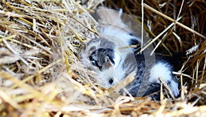 Two tiny two or three weeks old kittens with tricolor fur with spotted patches. They are lie on straw in old barn