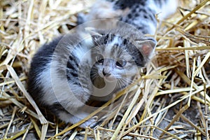 Two tiny two or three weeks old kittens with tricolor fur with spotted patches. They are lie on straw in old barn