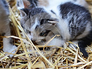 Two tiny two or three weeks old kittens with tricolor fur with spotted patches. They are lie on straw in old barn