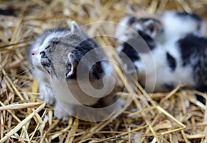 Two tiny two or three weeks old kittens with tricolor fur with spotted patches. They are lie on straw in old barn