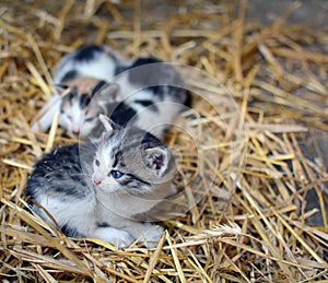 Two tiny two or three weeks old kittens with tricolor fur with spotted patches. They are lie on straw in old barn