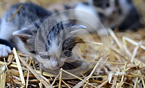 Two tiny two or three weeks old kittens with tricolor fur with spotted patches. They are lie on straw in old barn