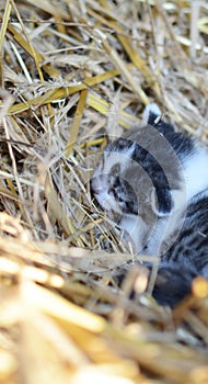 Two tiny two or three weeks old kittens with tricolor fur with spotted patches. They are lie on strwa in old barn