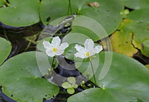 Two tiny white color waterlily flowers bent toward each other