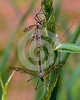 Two tipuloidea which mates hanging in the greenery photo
