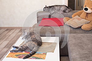 Two tired cats sleep in home apartments