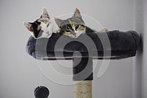 Two tired young kittens resting together in the scratching post