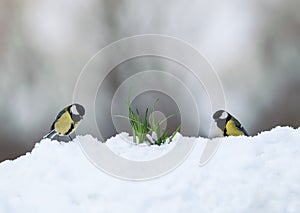 Two tit birds walk on white snow in a spring Park next to lilac flowers risen snowdrops crocuses