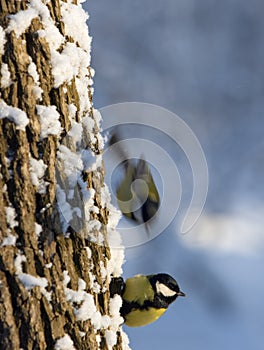 Two titmouse