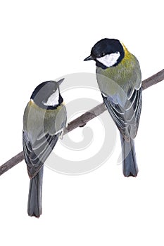 Two titmouse