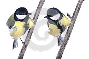 Two titmouse