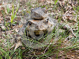 Two Toads 4