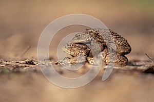 Two toads in amplex, a male and female, during mating season.
