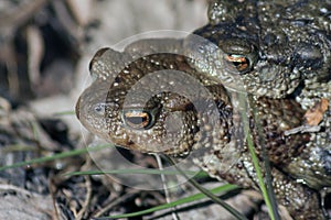 Two toads in love