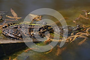 Two toads in a pond.