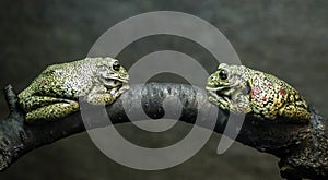 Two toads are sitting on a tree branch face to face