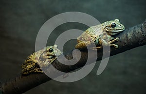 Two toads are sitting on a tree branch.