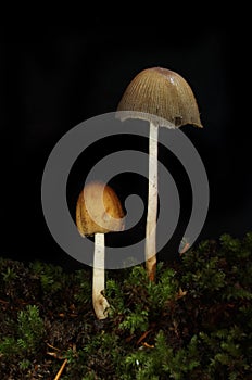 Two toadstools in the dark