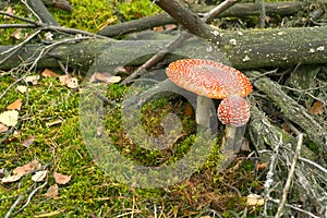 Two toadstools in forest