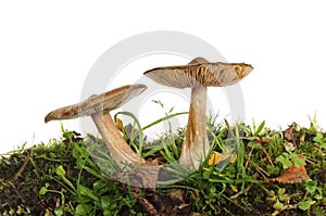 Two toadstools in grass