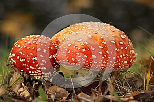Two toadstools to close together in the grass