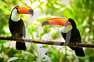 Two Toco Toucan Birds in the Forest