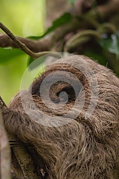 A two-toed Choloepus didactylus sloth hanging in a tree in Panama